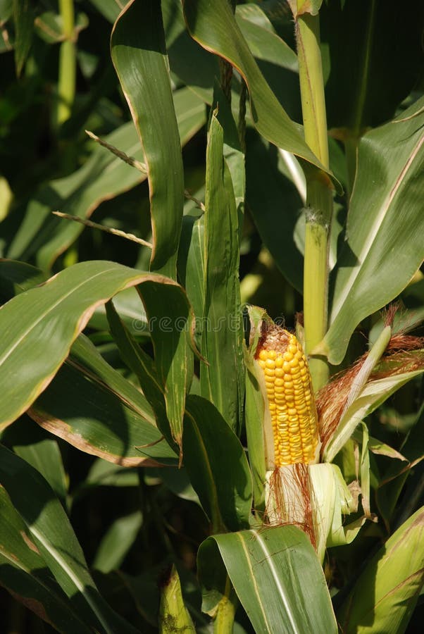 Corn on the stalk