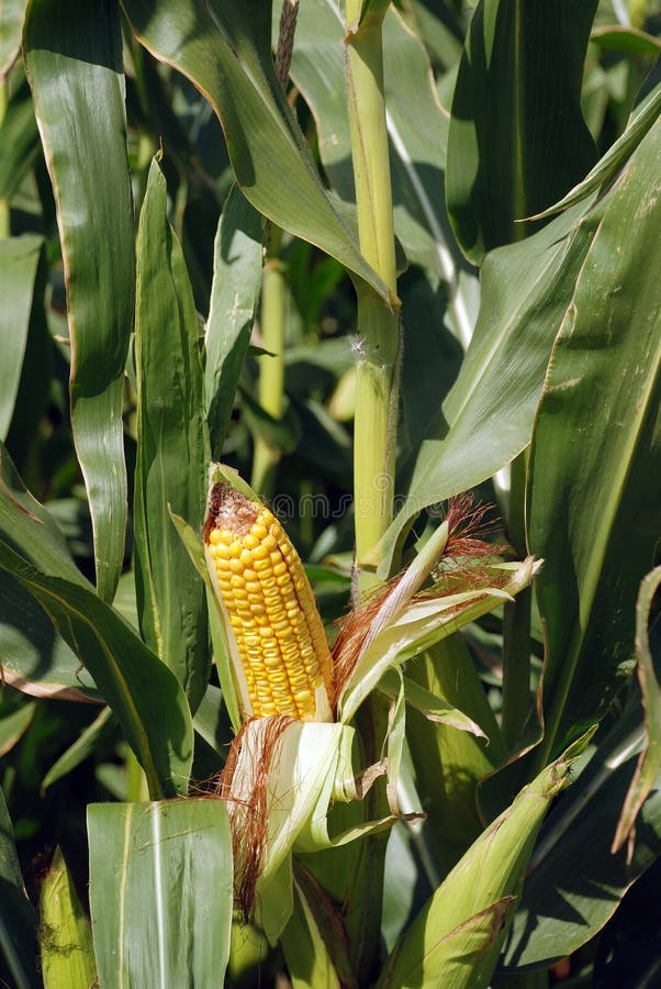 Corn on the stalk