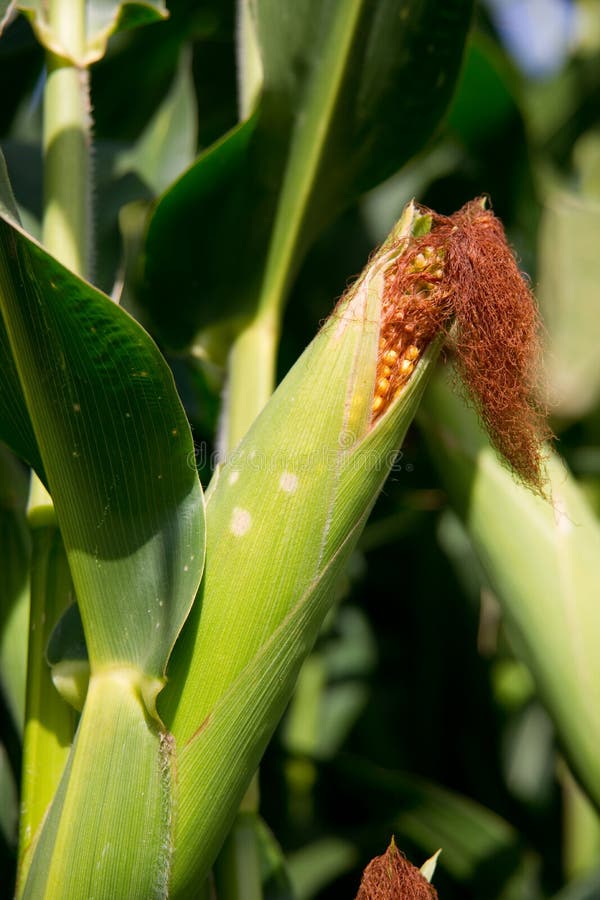 Ripe Corn Cob Ear Stalk Farmer Food Harvest Stock Photo Image of