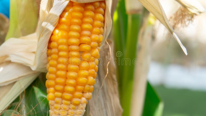 Corn on a stalk closeup royalty free stock images Corn on a stalk closeup royalty free stock images