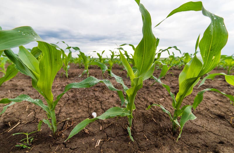 Corn Stalk Stock Images Download 7,700 Royalty Free Photos