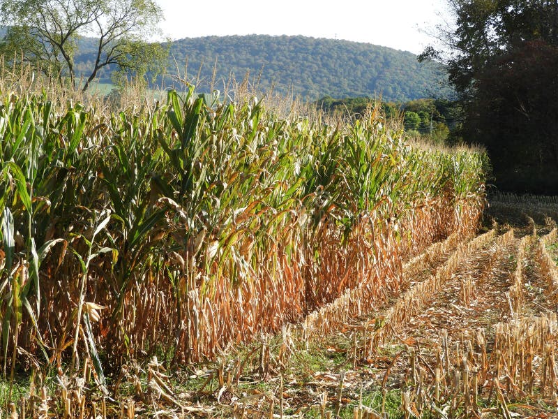 Corn Stalks Being Harvested in Glacial Farm Field in CNY Stock Photo