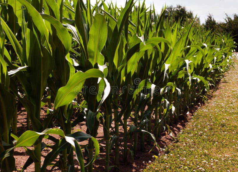 Corn stalks in a cornfiled stock image. Image of field 98753177