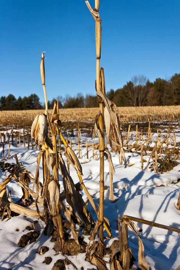 Corn stalks left after harvest