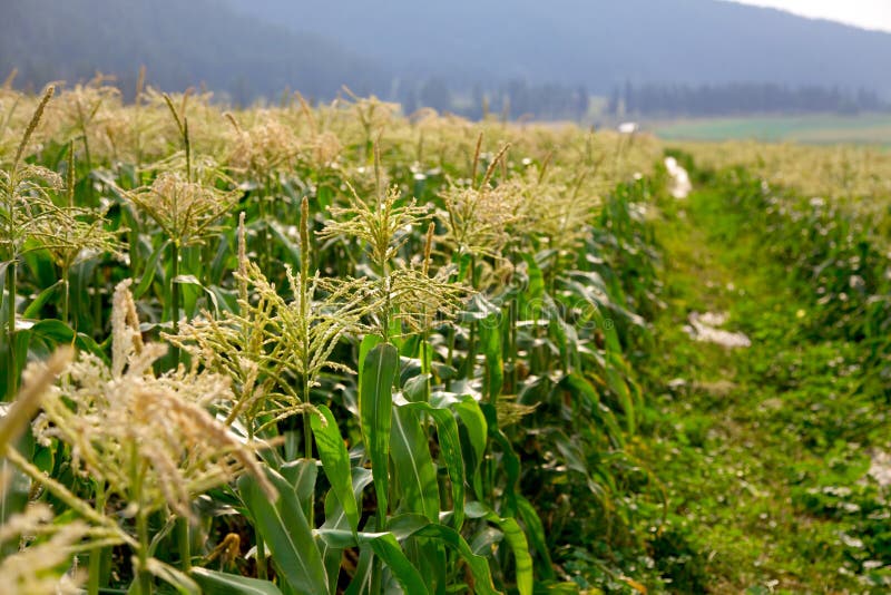 Corn Stalks with Tassels stock photo. Image of field 67396516