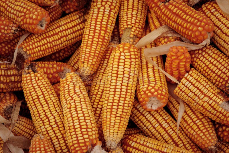 Corn Stock for Produce Livestock Ingredient Stock Photo Image of