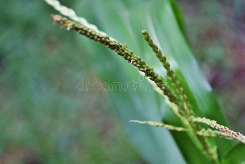 Tassel From The Top Of A Corn Stalk Stock Photo Image of corn, maize