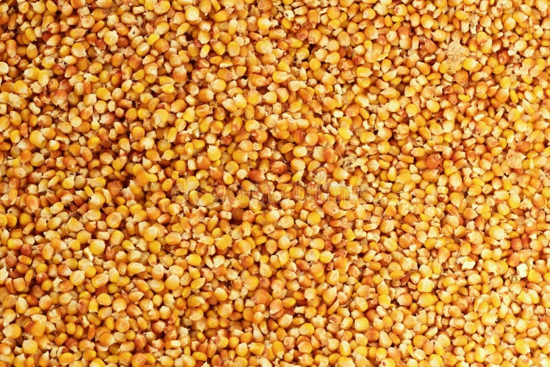 Corn texture stock photo