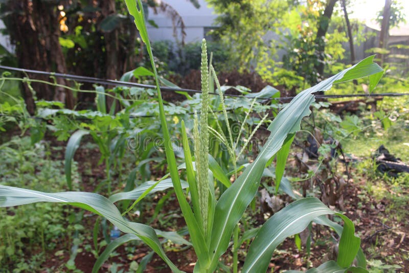 Corn Tree Flowers that Begin To Grow into Fruit.Lush Green Corn Trees