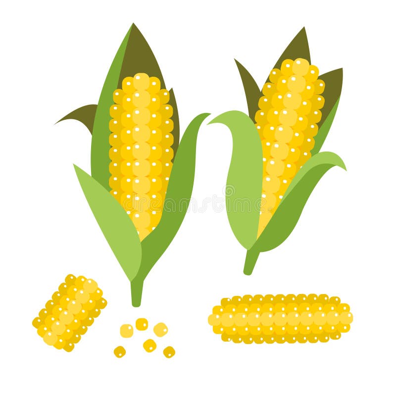 Corn vector illustration. Maize ear or cob.