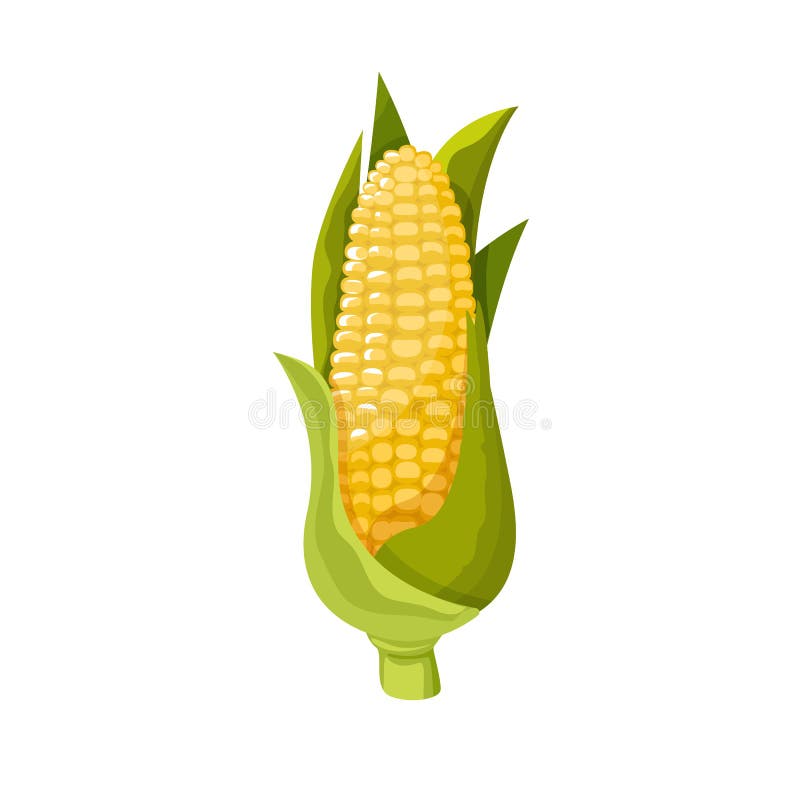 Corn yellow flat icon food natural illustration organic logo vector vector illustration Corn yellow flat icon food natural illustration organic logo vector vector illustration