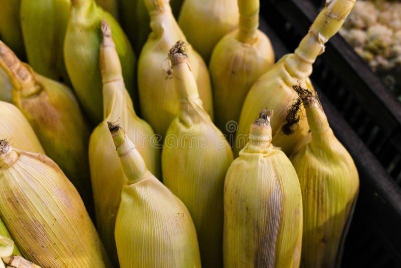 Corn Closeup Shot Food Yellow Organic Stock Photo - Image of corn