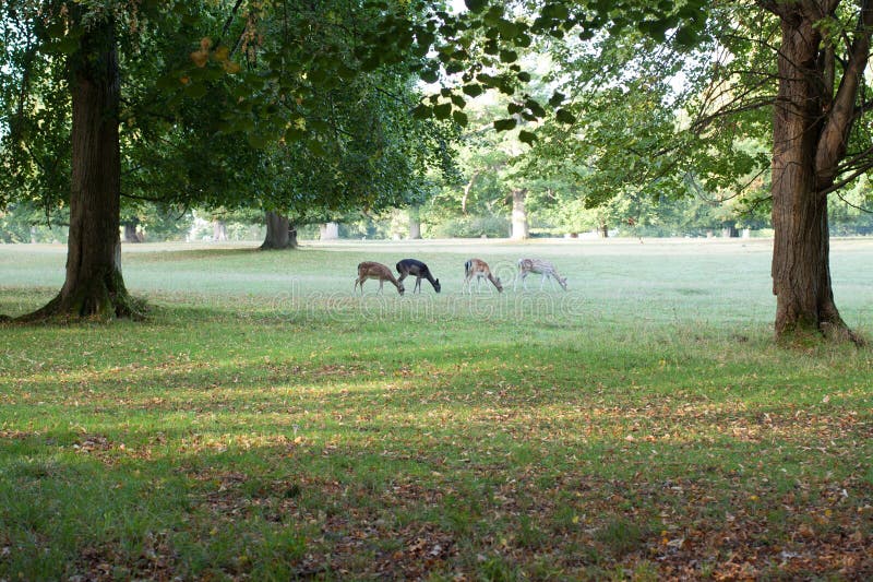 Deer graving at Cornbury Park, Charlbury, Oxfordshire in the United Kingdom. Deer graving at Cornbury Park, Charlbury, Oxfordshire in the United Kingdom