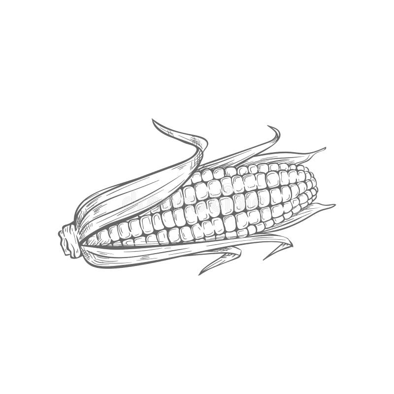 Corncob corn cob isolated maize with leaves sketch