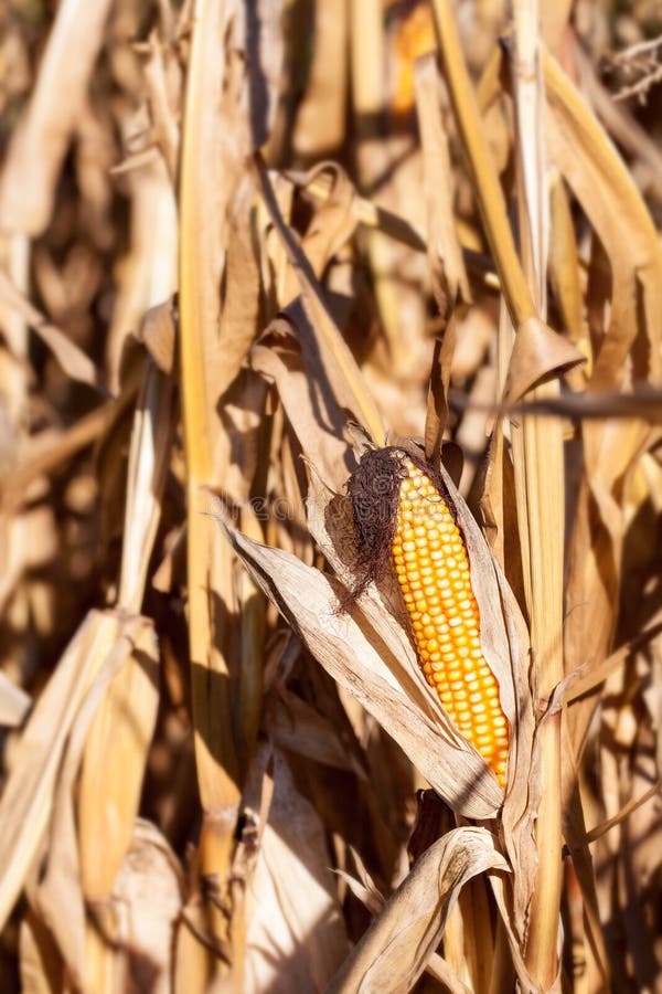 Corncobs in the Evening Sun Stock Photo Image of golden, summer 72001546