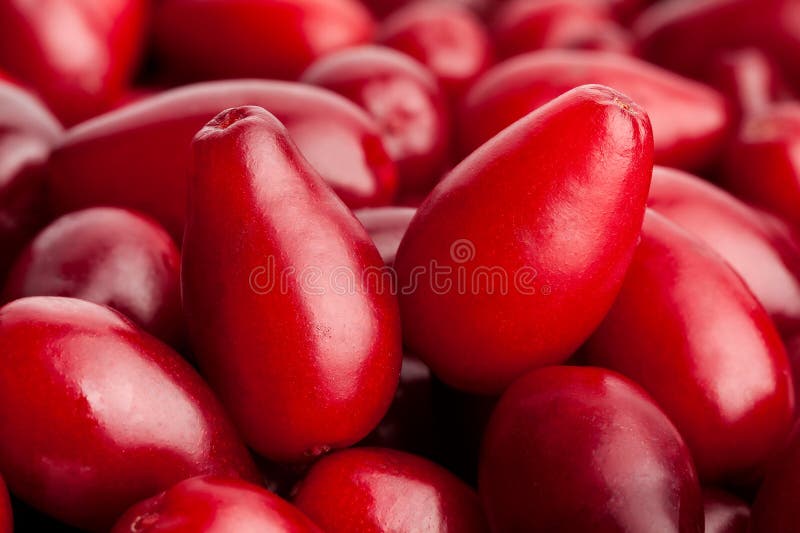 Cornel royalty free stock photography Cornel royalty free stock photography