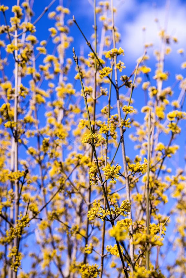 10+ Dogwood blossom Free Stock Photos StockFreeImages