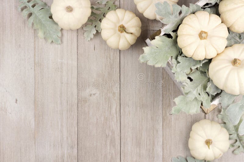 Corner border of white pumpkins and silver leaves over gray wood