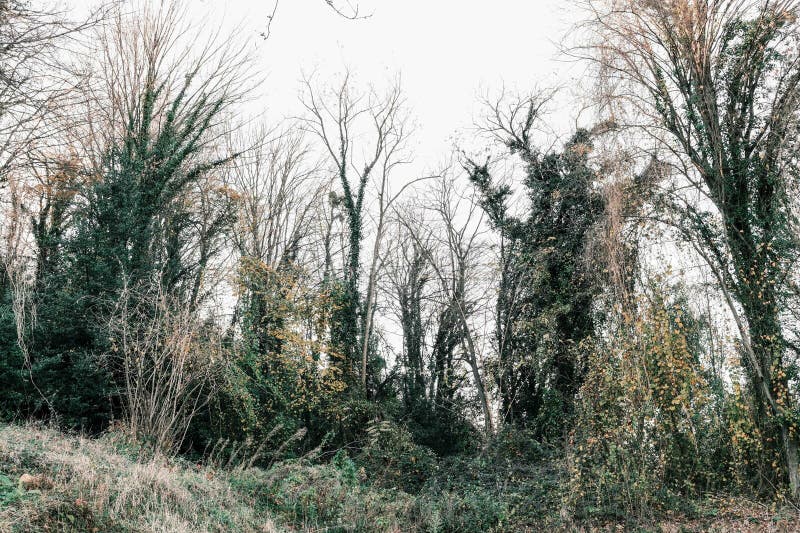 Corner of the Forest, Wild Vines Wrapped Around the Trunks of Tall ...