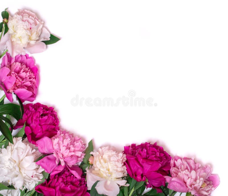 Corner of peonies isolated on a white background. Floral design. Pink and purple spring flowers