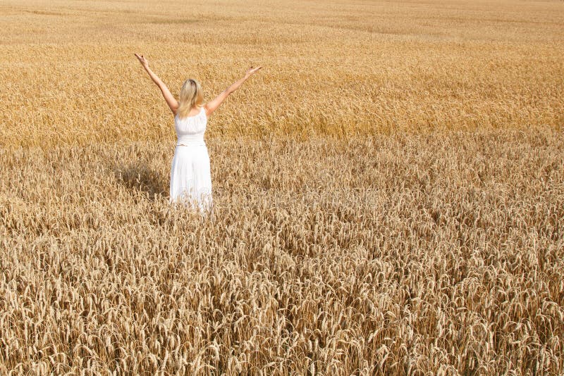 Cornfield στοκ φωτογραφίες Cornfield στοκ φωτογραφίες