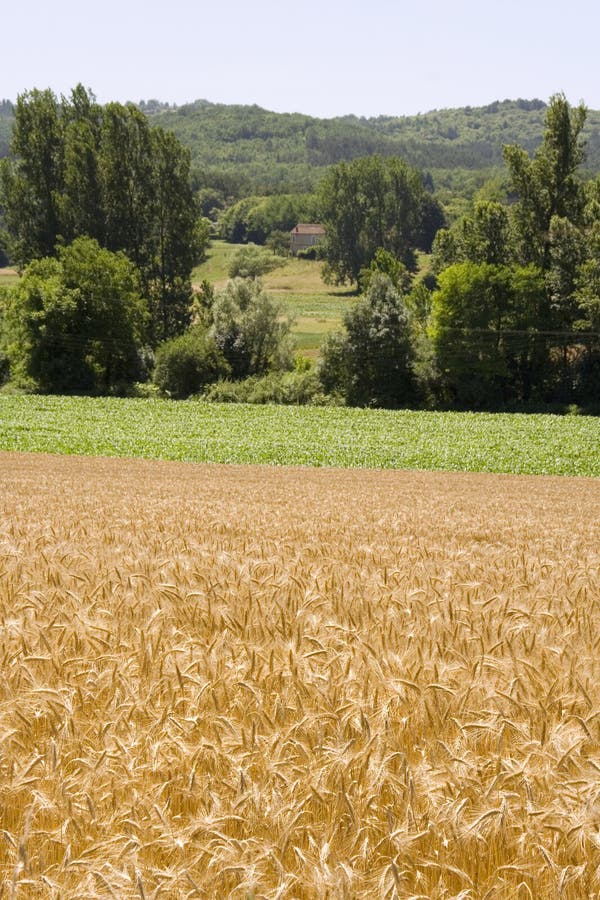 Cornfield