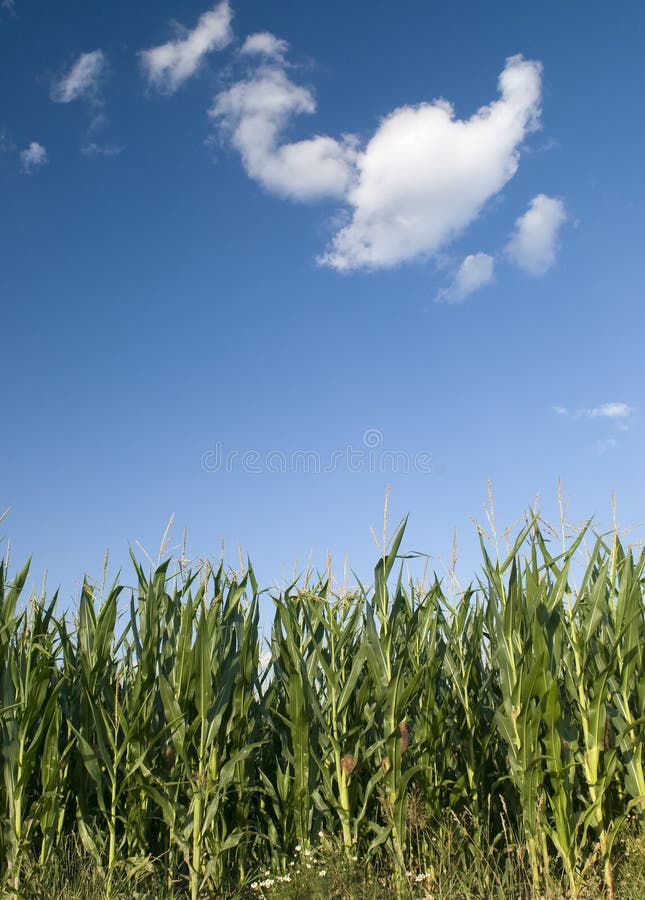 Cornfield