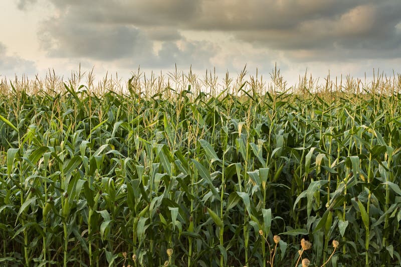 Cornfield stock image. Image of background, industry 10394095