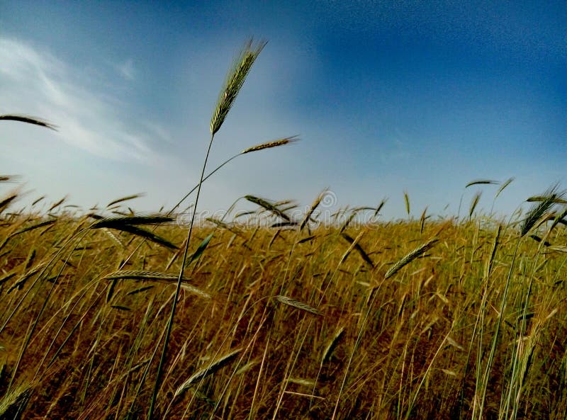 Cornfield royaltyfria foton