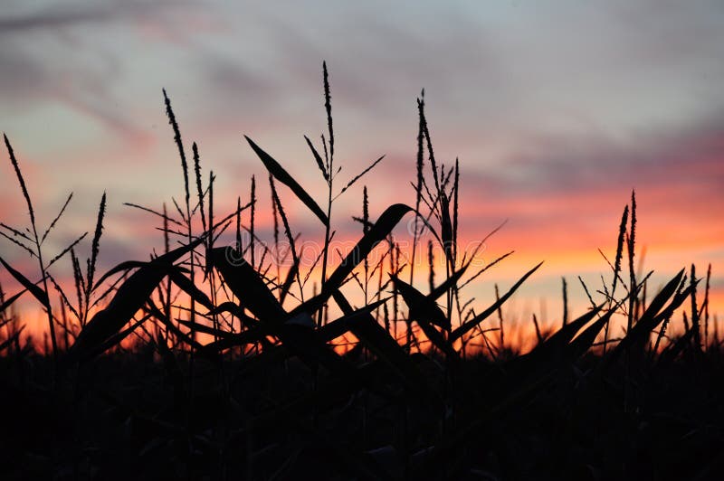 Cornfield stock photo. Image of beautiful, cornfield 60060568