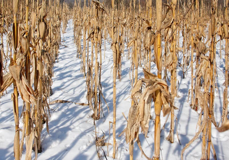 Cornfield