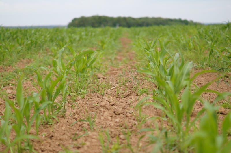 Cornfield stock image. Image of field, lawn, pasture 213019377