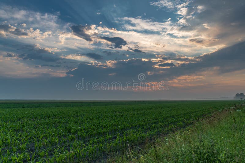 Cornfield efter ett stormsolljus som kikar till och med molnen fotografering för bildbyråer Cornfield efter ett stormsolljus som kikar till och med molnen fotografering för bildbyråer