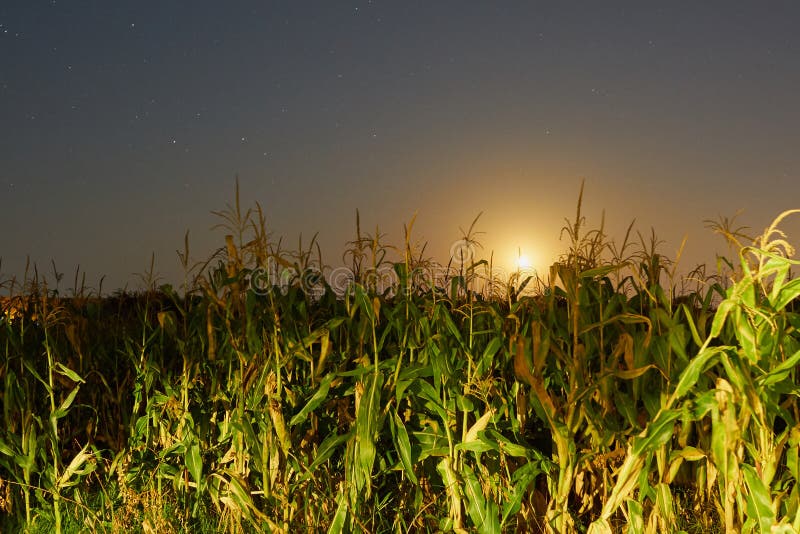 Cornfield in moonlight stock image. Image of starry, blue 98041371