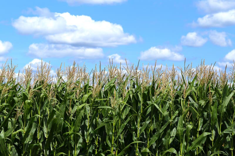 Cornfield op Sunny August Day stock foto Cornfield op Sunny August Day stock foto