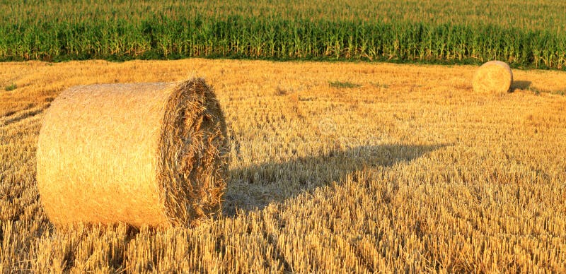 Cornfield