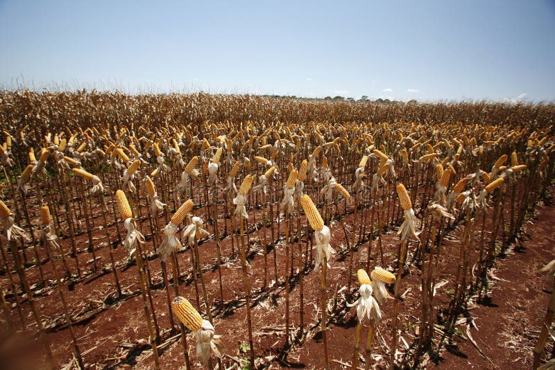 Corn field