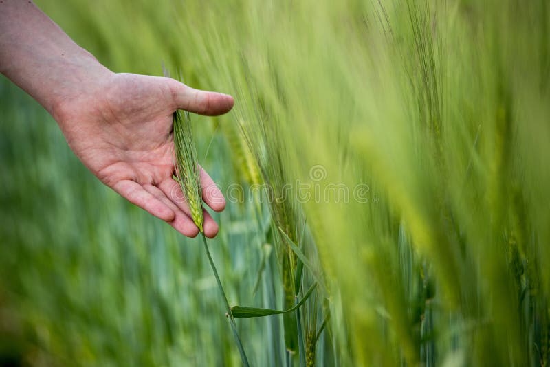 Cornfield in spring: Farmer hand is touching green wheat ears royalty free stock photo