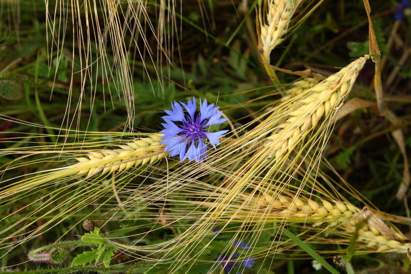 Cornflower stock photo. Image of cornflowers, blue, field 10760490