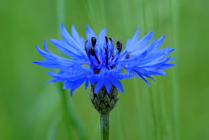 Cornflower