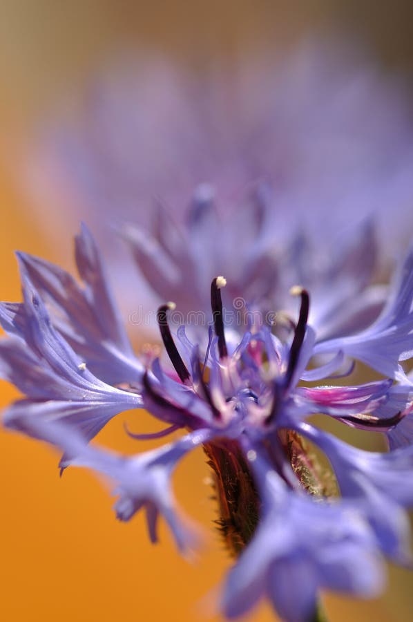 Cornflower