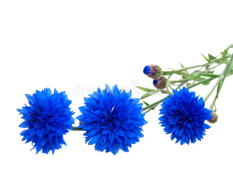 Cornflower fotografie stock Cornflower fotografie stock
