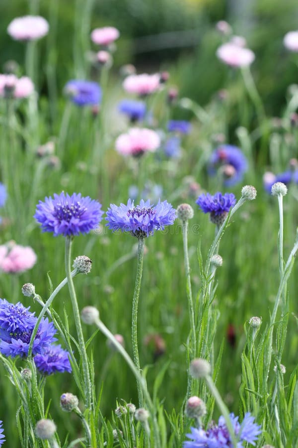 Cornflower