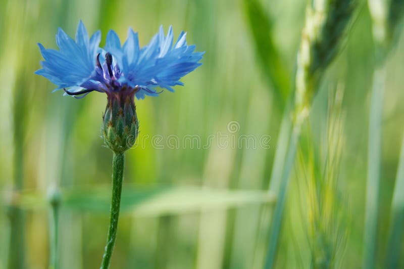 Cornflower stock image. Image of leaves, beautiful, close 2649579