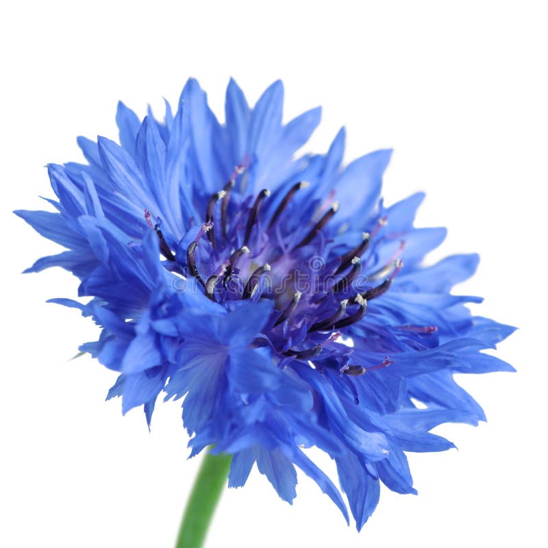 Картинки васильки цветы на белом фоне