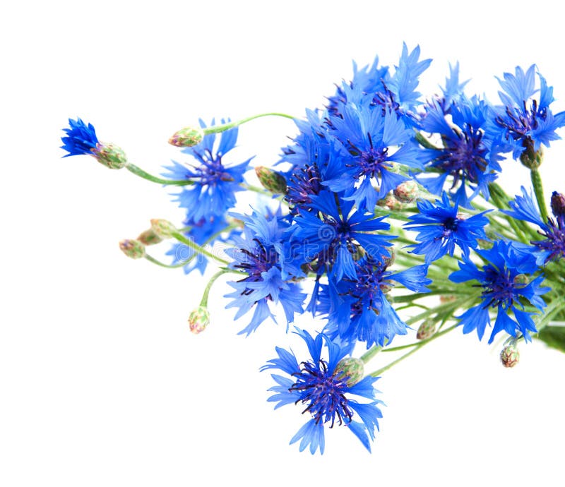 Картинки васильки цветы на белом фоне