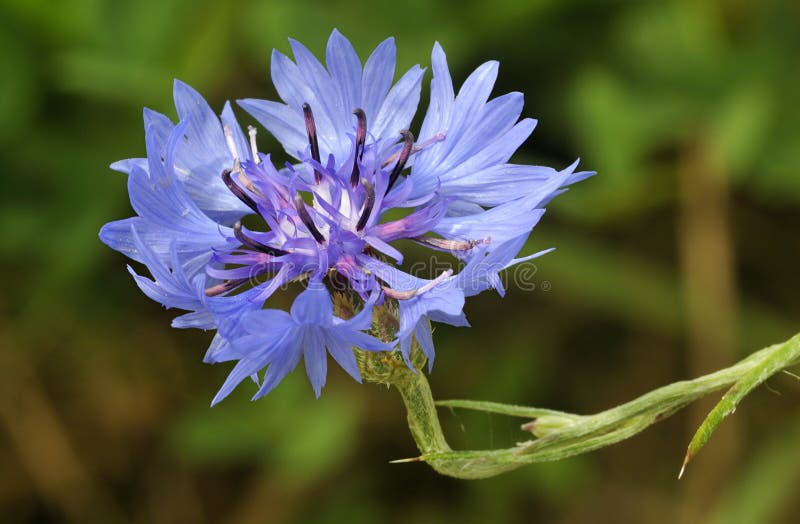 cornflower lizenzfreie stockbilder cornflower lizenzfreie stockbilder