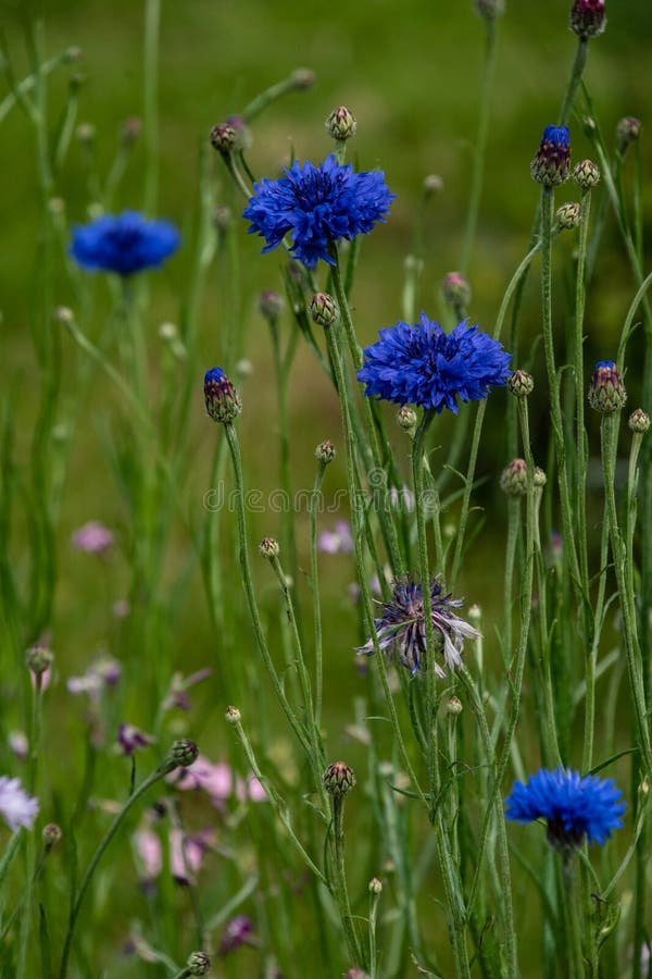 Cornflower, Centaurea Cyanus, Asteraceae. Cornflower Herb or Bachelor