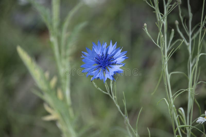 Cornflower, Centaurea Cyanus, Asteraceae. Cornflower Herb or Bachelor