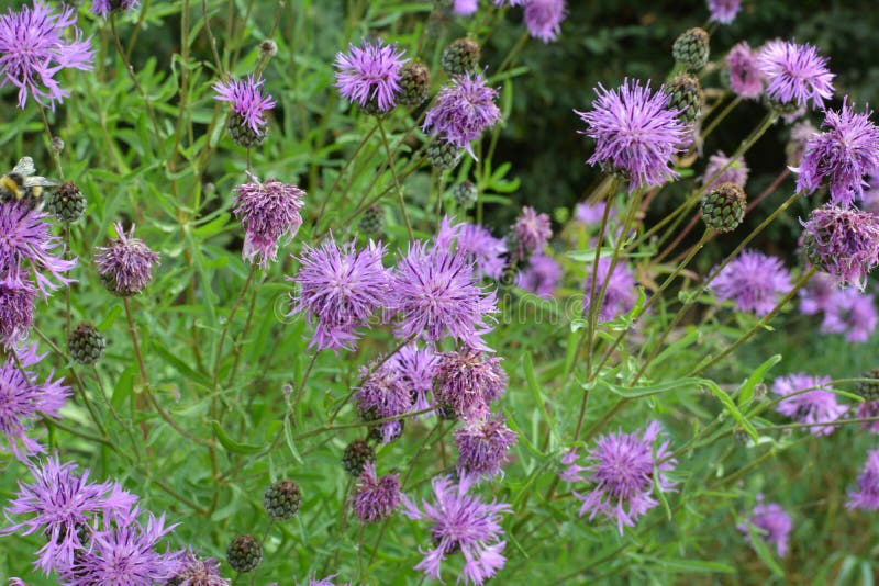 Cornflower Centaurea scabiosa blooms among herbs